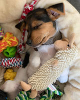 A photo of a 2-month Bowie, a Jack Russel Terrier who is our Chief Happiness Officer.